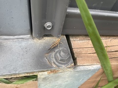 Chortoicetes terminifera