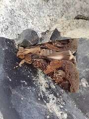 Melipotis famelica