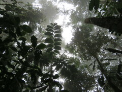 Socratea exorrhiza