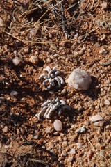 Anacampseros albissima