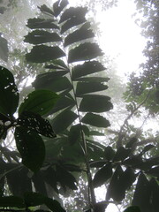 Socratea exorrhiza