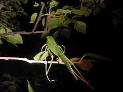 Philophyllia guttulata