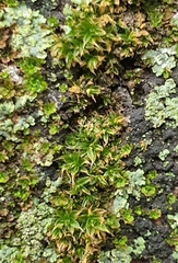 Syntrichia papillosa