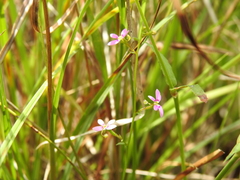 Stylidium debile