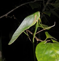 Philophyllia guttulata