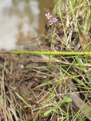 Stylidium debile