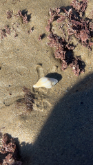 Buccinoidea