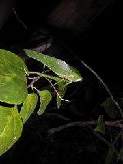 Philophyllia guttulata