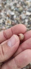 Chitonoidea