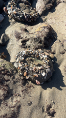 Anthopleura elegantissima