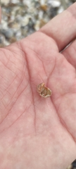 Chitonoidea
