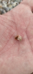 Chitonoidea
