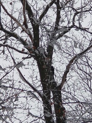 Sciurus carolinensis