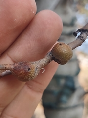 Euhexomyza schineri
