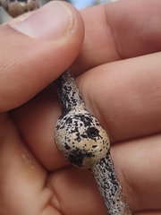 Euhexomyza schineri