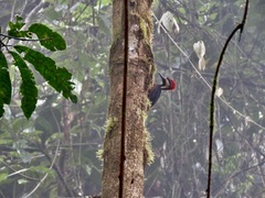 Campephilus haematogaster