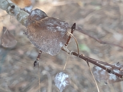 Euhexomyza schineri