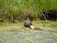 Kinosternon hirtipes