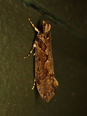 Erechthias capnitis