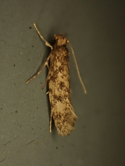 Lindera tessellatella