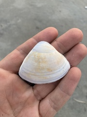 Crassula aequilatera