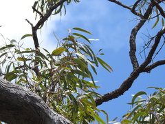 Eucalyptus exserta