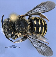Anthidium