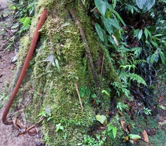 Socratea exorrhiza