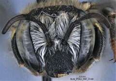 Anthidium