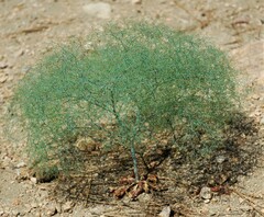 Eriogonum parishii