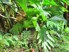 Artocarpus altilis