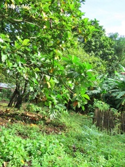 Artocarpus altilis