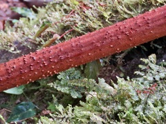Socratea exorrhiza
