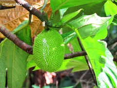 Artocarpus altilis