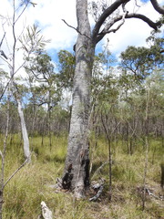 Eucalyptus exserta