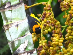 Icterus auricapillus