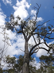 Eucalyptus exserta