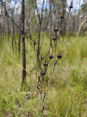 Haemodorum austroqueenslandicum