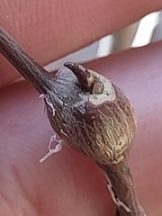 Euhexomyza schineri