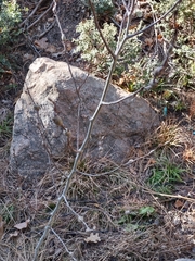 Euhexomyza schineri