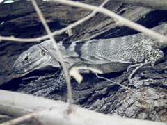 Ctenosaura hemilopha