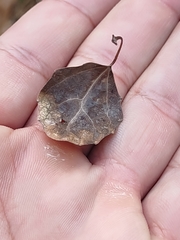 Euhexomyza schineri