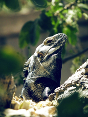 Ctenosaura hemilopha