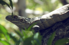 Ctenosaura hemilopha