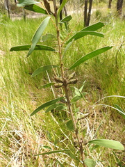 Hakea florulenta