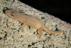 Gekkonidae