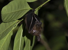 Cynopterus brachyotis