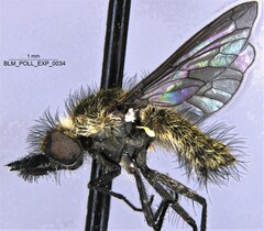 Conophorus