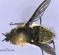 Conophorus
