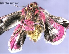 Schinia pulchripennis